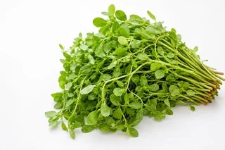 Fresh waterleaf