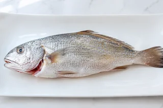 Fresh croaker fish